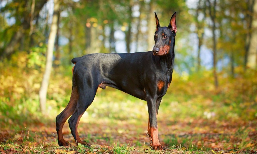 Doberman Pincher puppies from Bangalore. Breeder: Waggs Lovely Kennels